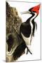 Ivory-Billed Woodpecker-null-Mounted Giclee Print