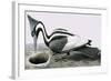 Ivory-Billed Woodpecker-R. B. Davis-Framed Giclee Print