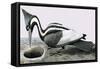 Ivory-Billed Woodpecker-R. B. Davis-Framed Stretched Canvas