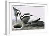 Ivory-Billed Woodpecker-R. B. Davis-Framed Giclee Print