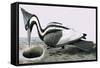 Ivory-Billed Woodpecker-R. B. Davis-Framed Stretched Canvas