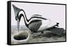 Ivory-Billed Woodpecker-R. B. Davis-Framed Stretched Canvas