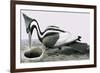 Ivory-Billed Woodpecker-R. B. Davis-Framed Giclee Print