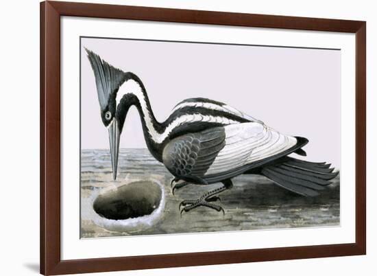 Ivory-Billed Woodpecker-R. B. Davis-Framed Giclee Print