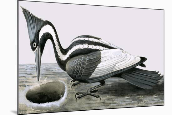 Ivory-Billed Woodpecker-R. B. Davis-Mounted Giclee Print