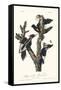 Ivory-billed Woodpeckers, Artwork-null-Framed Stretched Canvas