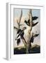 Ivory-billed Woodpeckers, c.1830-31-Joseph Bartholomew Kidd-Framed Giclee Print