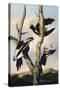 Ivory-billed Woodpeckers, c.1830-31-Joseph Bartholomew Kidd-Stretched Canvas