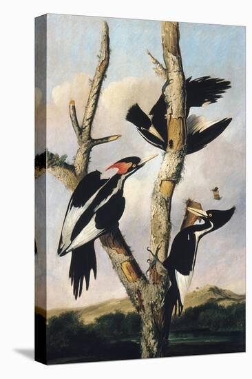 Ivory-billed Woodpeckers, c.1830-31-Joseph Bartholomew Kidd-Stretched Canvas