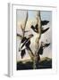 Ivory-billed Woodpeckers, c.1830-31-Joseph Bartholomew Kidd-Framed Giclee Print