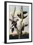 Ivory-billed Woodpeckers, c.1830-31-Joseph Bartholomew Kidd-Framed Giclee Print