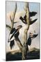 Ivory-billed Woodpeckers, c.1830-31-Joseph Bartholomew Kidd-Mounted Giclee Print