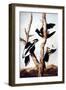 Ivory-Billed Woodpeckers-John James Audubon-Framed Giclee Print