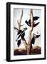 Ivory-Billed Woodpeckers-John James Audubon-Framed Giclee Print