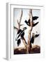 Ivory-Billed Woodpeckers-John James Audubon-Framed Giclee Print