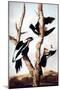 Ivory-Billed Woodpeckers-John James Audubon-Mounted Giclee Print