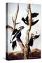 Ivory-Billed Woodpeckers-John James Audubon-Stretched Canvas