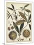 Ivory Botanical Study II-Vision Studio-Mounted Art Print