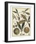 Ivory Botanical Study II-Vision Studio-Framed Art Print