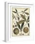 Ivory Botanical Study II-Vision Studio-Framed Art Print