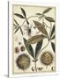 Ivory Botanical Study II-Vision Studio-Stretched Canvas