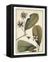 Ivory Botanical Study III-Vision Studio-Framed Stretched Canvas