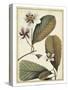 Ivory Botanical Study III-Vision Studio-Stretched Canvas