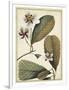 Ivory Botanical Study III-Vision Studio-Framed Art Print