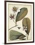 Ivory Botanical Study III-Vision Studio-Framed Art Print