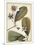 Ivory Botanical Study III-Vision Studio-Mounted Art Print
