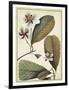 Ivory Botanical Study III-Vision Studio-Framed Art Print