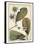 Ivory Botanical Study III-Vision Studio-Framed Stretched Canvas