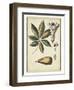 Ivory Botanical Study IV-Vision Studio-Framed Art Print