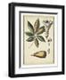 Ivory Botanical Study IV-Vision Studio-Framed Art Print