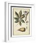 Ivory Botanical Study IV-Vision Studio-Framed Art Print