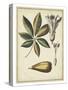 Ivory Botanical Study IV-Vision Studio-Stretched Canvas