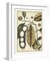 Ivory Botanical Study V-Vision Studio-Framed Art Print