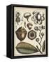 Ivory Botanical Study VI-Vision Studio-Framed Stretched Canvas