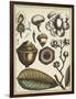 Ivory Botanical Study VI-Vision Studio-Framed Art Print