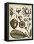 Ivory Botanical Study VI-Vision Studio-Framed Stretched Canvas