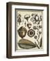 Ivory Botanical Study VI-Vision Studio-Framed Art Print