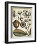 Ivory Botanical Study VI-Vision Studio-Framed Art Print