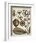 Ivory Botanical Study VI-Vision Studio-Framed Art Print