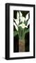 Ivory Calla Lilies-Rachel Rafferty-Framed Art Print