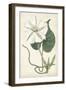 Ivory Garden III-Curtis-Framed Art Print