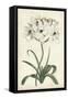 Ivory Garden V-Curtis-Framed Stretched Canvas