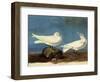 Ivory Gulls-John James Audubon-Framed Giclee Print