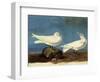 Ivory Gulls-John James Audubon-Framed Giclee Print