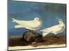 Ivory Gulls-John James Audubon-Mounted Giclee Print