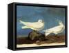 Ivory Gulls-John James Audubon-Framed Stretched Canvas